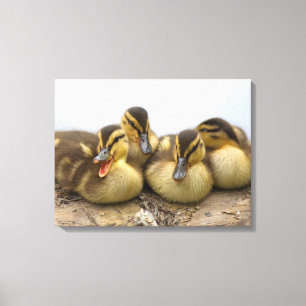 Impressão Em Tela EUA, Washington, Seattle, lago Washington