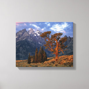 Impressão Em Tela EUA, Wyoming, Grand Teton NP. Um cedro solitário