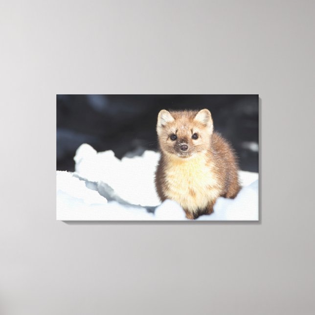 Impressão Em Tela EUA, Wyoming, Parque Nacional Yellowstone (Frente)