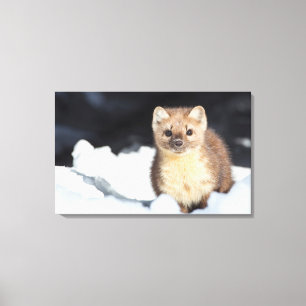 Impressão Em Tela EUA, Wyoming, Parque Nacional Yellowstone 2