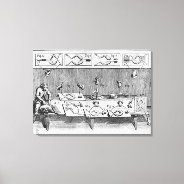 Impressão Em Tela Experiência em sapos (Frente)