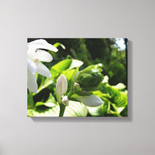 Impressão Em Tela Fabuloso Hosta