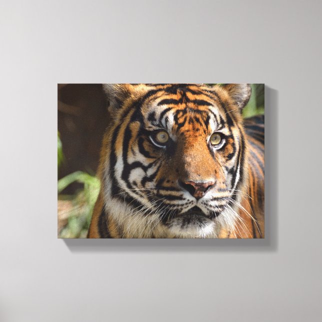 Impressão Em Tela face do tigre (Frente)