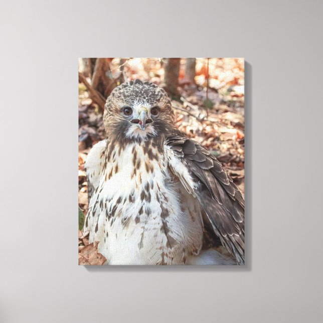 Impressão Em Tela Falcão Vermelho (Frente)