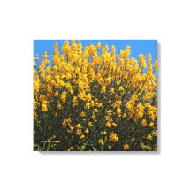 Falso Amarelo Indigo / Indigo Selvagem / Horseflyw