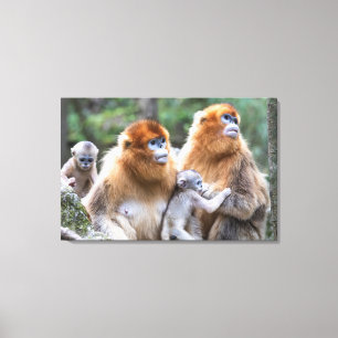 Impressão Em Tela Família de Macaco-de-nariz-arrebitado-dourado