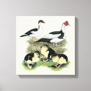 Impressão Em Tela Família de Patos de Peito Preto Muscovy