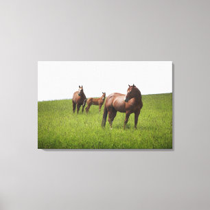 Impressão Em Tela Família do cavalo no campo