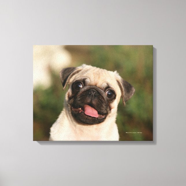 Impressão Em Tela Fawn Pug Puppy (Frente)