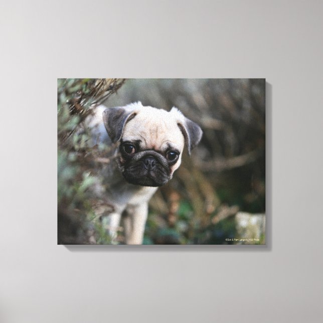 Impressão Em Tela Fawn Pug Puppy (Frente)