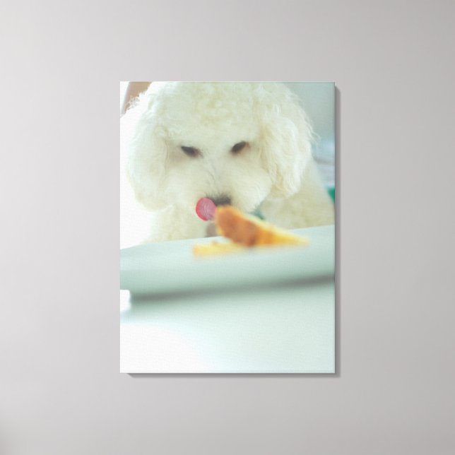 Impressão Em Tela Fechamento de uma comida de poodle em miniatura (Frente)