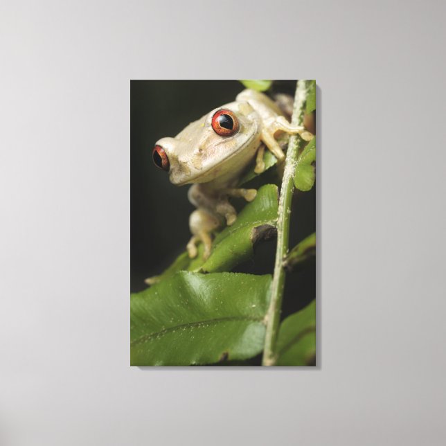 Impressão Em Tela Fechar o Sapo da árvore florestal (Leptopelis) (Frente)