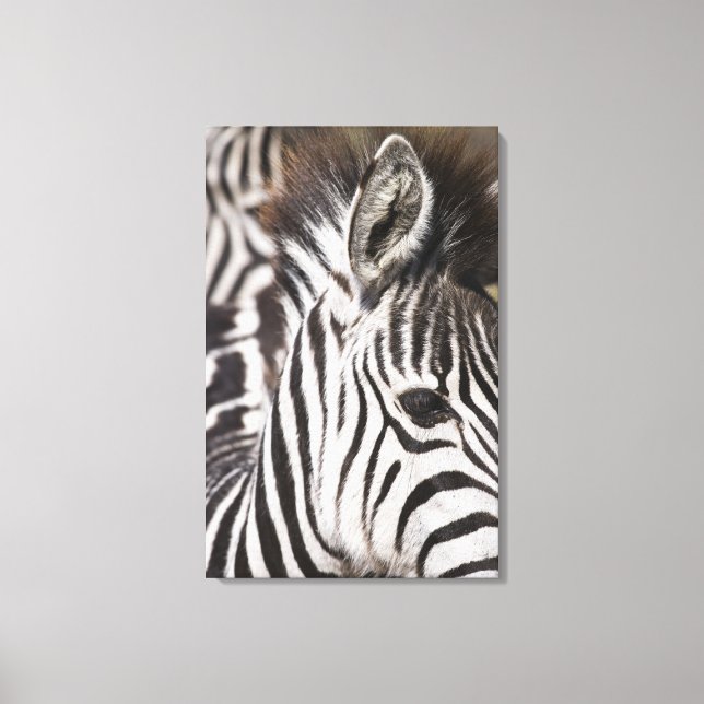 Impressão Em Tela Feche a zebra (Frente)