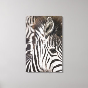 Impressão Em Tela Feche acima da zebra