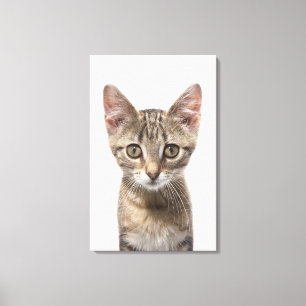 Impressão Em Tela Feche acima do retrato de um gatinho