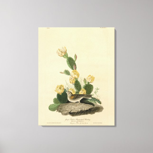 Impressão Em Tela Fecho de grama, Cotovelo de asa de baía ou Faísca  (Frente)