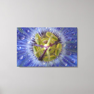 Impressão Em Tela Fecho do maracujá. Crédito como: Don