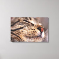 Fecho dos bigodes e focas de gato