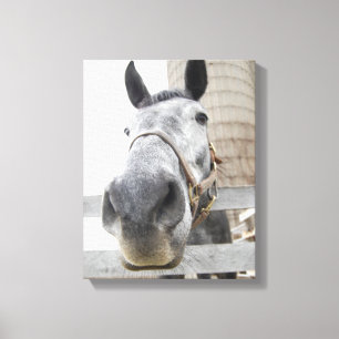 Impressão Em Tela Fecho Fofo para Cima de um Cavalo