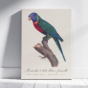 Impressão Em Tela Fêmea de lorikeet-arco-íris, Trichoglossus molucca