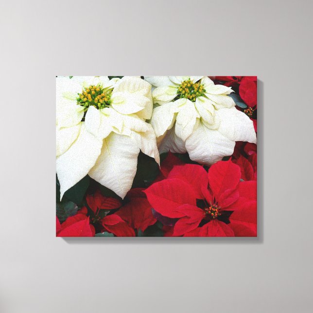 Impressão Em Tela Férias de Natal White e Red Poinsettias II (Frente)