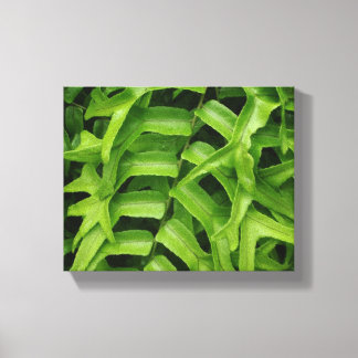 Impressão Em Tela Fern