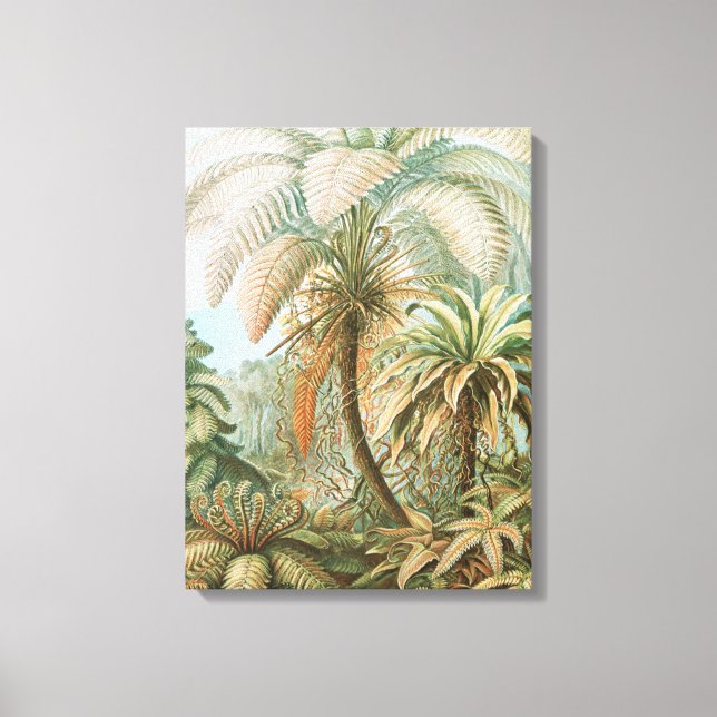 Impressão Em Tela Ferns, Filicinae Laubfarne, por Ernst Haeckel (Frente)