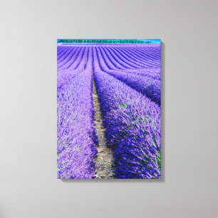 Impressão Em Tela Fileiras de Lavanda, Provença, França