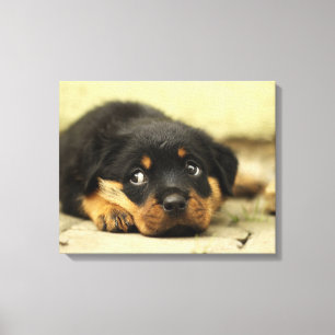 Impressão Em Tela Filhote Adorável de Rottweiler