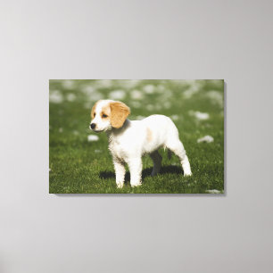Impressão Em Tela Filhote de cachorro 3