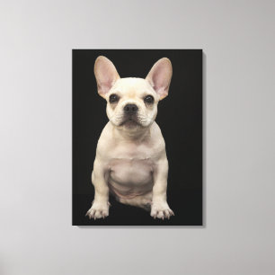 Impressão Em Tela Filhote de cachorro colorido creme do buldogue