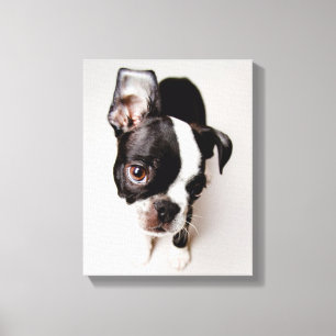 Impressão Em Tela Filhote de cachorro de Edison Boston Terrier