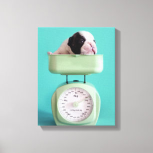 Impressão Em Tela Filhote de cachorro do buldogue francês