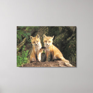 Impressão Em Tela Filhote de cachorro do Fox vermelho na frente do