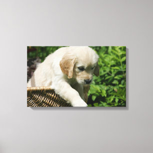 Impressão Em Tela Filhote de cachorro do golden retriever na cesta