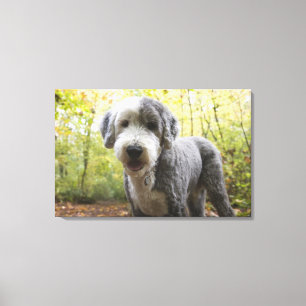 Impressão Em Tela Filhote de cachorro inglês do Sheepdog na florest
