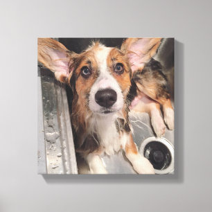 Impressão Em Tela Filhote de cachorro molhado do Corgi do bebê