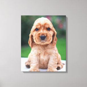 Impressão Em Tela Filhote de Cocker Spaniel