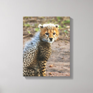 Impressão Em Tela Filhote de Guepardo Acinonyx Jubatus)