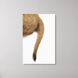 Impressão Em Tela Filhote de leão (Panthera leo) contra o branco 2