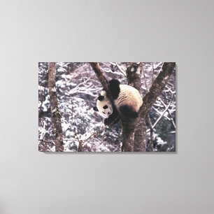 Impressão Em Tela Filhote de panda brincando em árvore coberta de ne