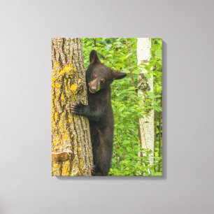 Impressão Em Tela Filhote de Urso Negro Minnesota