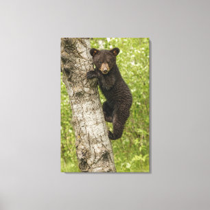 Impressão Em Tela Filhote de Urso Negro na Árvore