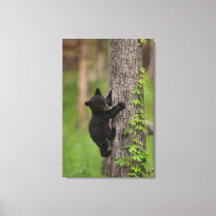 Impressão Em Tela Filhote de Urso Negro Subindo Árvore