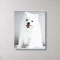 Filhote fofo de Spitz Japonês