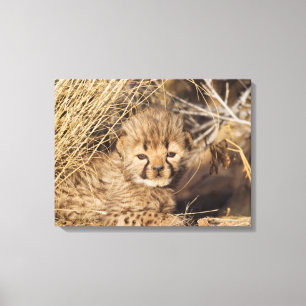 Impressão Em Tela filhote masculino velho de 19 dias. Namíbia