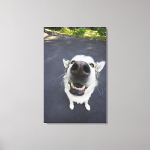 Impressão Em Tela Fim-acima do nariz do rouco