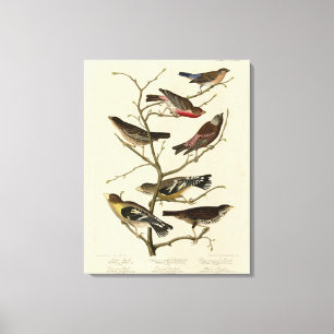Impressão Em Tela Finch, Bunting, Grosbeak, Aves de Audubon da Améri