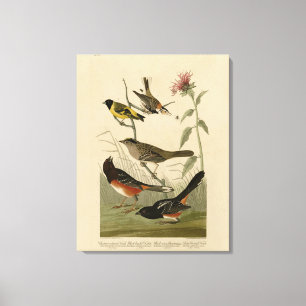 Impressão Em Tela Finch, Towhere, Sparrow, Pássaros da América de Au