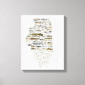 Impressão Em Tela Fishes of Illinois Poster